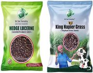 SRI SAI FORESTRY Hedge Lucerene Grass Seeds & King Napier Grass Seeds (Pack of 100g each) MultiCut Grass for Cattle