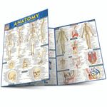 Anatomy - Reference Guide (8.5 x 11): a QuickStudy reference tool