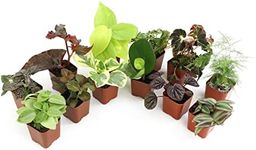 Altman Plants Live Houseplants (12P