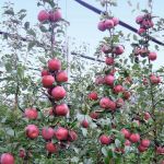 Apple plant,Grafted plant for Hariman 99 apple (Pack of 1 Live plant)