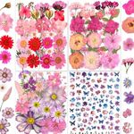 35 Types 146PCS Pink Dried Pressed 