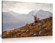 Wild Stag Scottish Highlands Canvas Wall Art Picture Print (30X20)