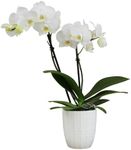 White Phalaenopsis Live Orchid Plant & White Orchid Pot, 12-16" Live Plant Gift, Fresh Orchids Plants Live House Plants, Live Plants Indoor Plants Live Houseplants Plant Lover Gift by Plants for Pets