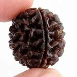 Cuonna Gems Gallery 1 Mukhi GOL Dana Beads from Nepal for Men & Women by Lab Certified