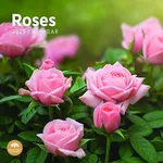 2025 Roses Monthly Wall Calendar by Bright Day, 12 x 12 Inch Beautiful Nature Garden Flowers