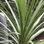 2 x Cordyline Australis Tree Palm for Gardens and Patio Pots - Arrive in 9cm Pots