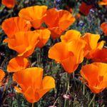 Outsidepride 5 lb. Annual Eschscholzia Orange California Poppy Native Garden Wild Flower Seed