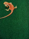 Komodo Reptile Carpet, 120 x 60 cm,