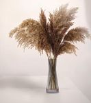 HAMLET® Natural Dried Premium Pampas Grass 6pcs Grass uses in Decoration of Homes, Weddings etc.(45cm)