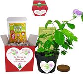 TickleMe Plant Christmas Gift Box Set - Grow The Christmas House Plant That Closes Its Leaves When Tickled. It Can Even Flower. This Gift Will Make Everyone Smile When They Tickle The Leaves.