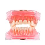 Angzhili Dental Removable Teeth Model Silica Gel Material Soft and Bendable Tooth Model Ideal Dental Lab Materials Teaching Tool Flesh Pink (1 Piece)