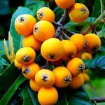 Hidden Enterprise Indian Very Special Verity One Healthy And Testy Grafted Loquat Fruit Tree Plant For Outdoor Home Garden Plant.Pack 01.