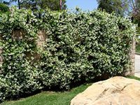 Scented Evergreen Star Jasmine. Large 6ft Plants on 6ft Wooden Fan Trellis 15 Litre pots.