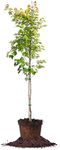 PERFECT PLANTS Summer Red Maple Tree 4-5ft | Live Trees for Outdoor Planting | Beautiful Fall Colors | Adds Shade to Your Landscape & Increase Home Value