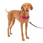 PetSafe Easy Walk Dog Harness - Sto