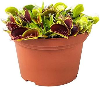 Verdecora Dionaea Muscipula - Venus atrapamoscas - Planta carnivora de interior en maceta de Ø13cm