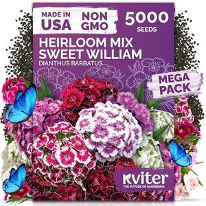 KVITER 5000 Mix Sweet William Seeds for Planting (Dianthus barbatus) – Heirloom Seed, Clove-Scented Blooms, Drought Tolerant – Perennial Flower Seeds to Plant Outside & Inside