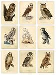 Ink Inc Owl Bird Art Prints - Set of 9 5x7 - Unframed