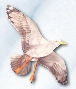 Jackite Sea Gull Kite, 42.5" Wingspan