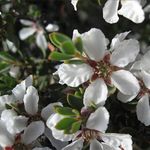 Plant World Seeds - Leptospermum Grandifolium Seeds (Tree & Shrub Seeds)