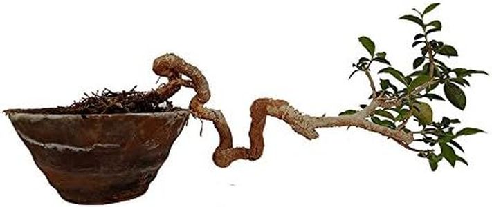 Green Paradise® Japanese Cherry Blossom Bonsai Tree Malpighia punicifolia, Dwarf Barbados Cherry Malpighia Mame Bonsai Live Plant