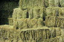 Hay For Horses