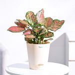UGAOO Aglaonema Pink Beauty Plant with Self Watering Pot