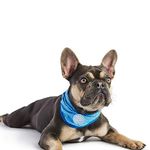 GF Pet Ice Dog Bandana, Large/X-Large