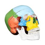 Khanna Traders Industries 3 Parts Didactic Human Skull Model (Colored)