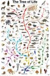 Educational Tree of Life Tree of Life Educational Poster Print 61 x 91.5 cm