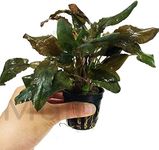 Mainam Cryptocoryne Tropica Potted Freshwater Live Aquarium Plant Provide Oxygen for Fish Tank Aquascape