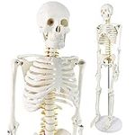 Evotech Mini Human Skeleton Model f