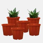 YUCCABE ITALIA SHERA Crown 8 INCH Planter Pack of 6 Nursery pots Set Plastic Planter for Plants Nursery Seedling Germination pots Flower Pots for Balcony (Terracotta)