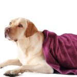 Sassoon Large Pet Towels | Ultra Soft & Microfiber | Quick Drying | Machine Washable | Color - Chestnut (Pack of 1)