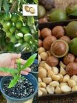 Macadamia Nut Variety Fruit Live Plants & Tree(1 healthy plant) a27