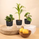 KYARI Areca Palm-Betel Leaf-Peperomia Green Combo of 3 Indoor Plants for Living Room | Live Plants | Plants with Black Pot for Home Air purifier plants | Plants for Home Decor | Plants for garden