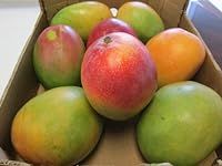 Fresh Mango Fruit Mangoes (9 Pounds