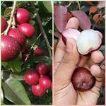 Ruby Longan Plant ORIGINAL Grafted Fruit Live Plants & Tree(2-3 Ft Size) Healthy plant in Nursery Grow Bag Pack Of 1 Ready to bloom after planting fruit come within 12 months…