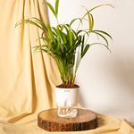 KYARI Areca Palm Indoor Plants for Living Room | Live Plants | Plants with White Pot for Home | Air purifier plants | Plants for Home Decor