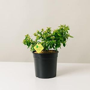 Plantì ABE