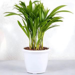 Amulya Farms Air Purifying Areca Palm Indoor Live Plants for Living Room, Home, Office, Table, Kitchen & Desk Decor | Best Plant For Balcony & Garden | 30 cms Height with White Pot |