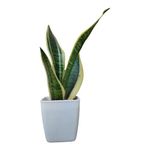 PLANT STORE® Better Sleep Bundle | Set of 3 Air Purifying Plants | Snake Plant, Spider Plant, Golden Money Plant | Beautiful Pots Included