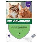 Advantage Flea Treatment 80 for Large Cats and Rabbits 4x Pipette, For Pets Weighing More than 4kg, Spot-on Treatment to Kill and Prevent Fleas on Large Cats and Treat Fleas on Pet Rabbits