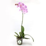 Orchid (Phalaenopsis) Live Plant | Potted plant, Orchid/1 stem assorted colours, 12 cm Live Plants (Purple)