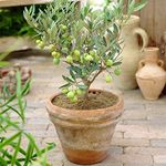 GardenersDream Olea Europaea Olive Tree - Live Evergreen Indoor Plant in Pot - Healthy Fruit Plant for Home Decor - Low Maintenance House Plant - Great Gifts for Plant Lovers (20-30 cm)