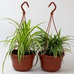 Tropical Plants UK 2 X Spider Plant – House Plants for Indoor air Purifying, Real houseplants with Pot, houseplant for Indoors, Live spiderplant air-Purifying. (2 X Spider Plant Hanging Basket)