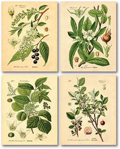 Gango Home Decor Popular Old-Fashioned Plant Botanical Prints; Four 8x10in Poster Prints