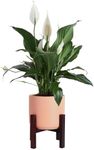 Costa Farms Peace Lily Live Indoor 