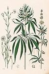 Cannabis Plant Marijuana Illustrati
