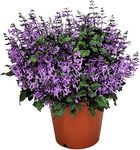 Mona Lavender Plant Live - Plectran